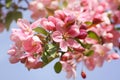 Apple blossom flowers against a blue sky Royalty Free Stock Photo