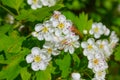 closeup apple branch in a blossom