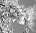 closeup of apple orchard harvest. apple orchard harvest in autumn. apple orchard harvest Royalty Free Stock Photo