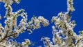 closeup apple tree in blossom on blue sky background