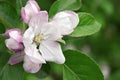 Closeup apple tree blossom. Greeting card. Spring background