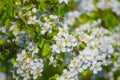 closeup apple tree branch in blossom