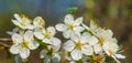 closeup apple tree branch in blossom