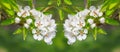 Closeup apple tree branch in a blossom