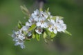 Closeup apple tree branch in a blossom