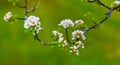 closeup apple tree branch in blossom