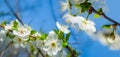 closeup apple tree branch in blosson