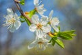 Closeup apple tree branch