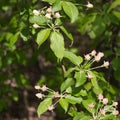 Closeup of apple tree branch with flower buds early in spring Royalty Free Stock Photo