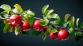 Apple tree branch with ripe red apples and green leaves on black background Royalty Free Stock Photo