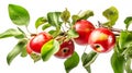 Apple tree branch with ripe red apples and green leaves on white background Royalty Free Stock Photo