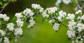 Closeup apple tree branches in blossom