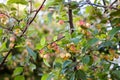 Closeup of apple tree with fresh green leaves and ripe yellow with red fruits Royalty Free Stock Photo