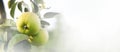 Closeup of apple tree with growing fresh green organic fruits on