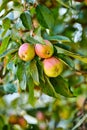 Closeup, apple and trees for farming, growth and fruit in nature for agriculture, food or spring for harvest. Apples Royalty Free Stock Photo