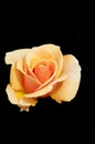 Closeup of apricot colored rose Royalty Free Stock Photo