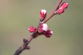 Closeup apricot tree branch in a blossom Royalty Free Stock Photo