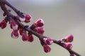 Closeup apricot tree branch in a blossom Royalty Free Stock Photo