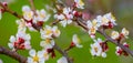 closeup apricot tree branch in flowers Royalty Free Stock Photo