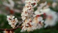 Closeup apricot tree swaying wind. Macro apricot flower blossom in spring garden Royalty Free Stock Photo