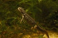 Closeup of an aquatic adult female Italian newt underwater