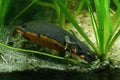 Closeup on an aquatic adult female Japanese firebellied newt, Cynops pyrrhogaster searching for food Royalty Free Stock Photo