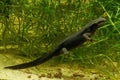 Closeup on an aquatic adult female Japanese firebellied newt, Cynops pyrrhogaster Royalty Free Stock Photo