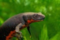 Closeup on an aquatic adult of the small and black  Chinese fire Royalty Free Stock Photo