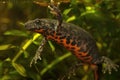 Closeup on an aquatic Balkan or Buresch's crested, Triturus ivanbureshi