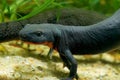 Closeup on an aquatic dark black adult Chinese firebellied newt, Cynops orientalis Royalty Free Stock Photo