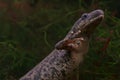 Closeup on the endangered African Algerian ribbed newt, Pleurodeles nebulosus