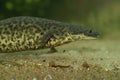 Closeup on an aquatic endangered African Algerian ribbed newt, Pleurodeles nebulosus underwater