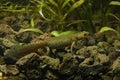 Closeup on an aquatic female alpine newt, Ichthyosaura alpestris reiseri Royalty Free Stock Photo