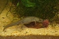 Closeup of an aquatic female Italian newt , Lissotriton italicus , feeding on Tubifex