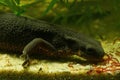 Closeup on an aquatic female Japanese fire bellied newt , Cynops pyrrhogaster, feeding on red bloodworms Royalty Free Stock Photo