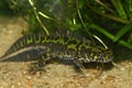 Closeup of an aquatic French marbled newt , Triturus marmoratus