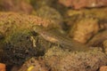 Closeup on an aquatic gilled larvae of the European Carpathian newt, Lissotriton montandoni