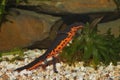 Closeup of an aquatic and gravid female Chinese firebellied newt, Cynops orientalis Royalty Free Stock Photo