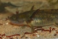 Closeup on an aquatic large larvae of the Barred tiger salamander , Ambystoma mavortium feeding on bloodworms