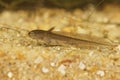 Closeup on an aquatic larvae of the European Carpathian newt, Lissotriton montandoni