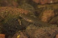Closeup on an aquatic larvae of the European Carpathian newt, Lissotriton montandoni