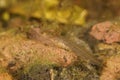 Closeup on an aquatic larvae of the European Carpathian newt, Lissotriton montandoni Royalty Free Stock Photo