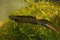 Closeup on an aquatic male Danube crested newt, Triturus dobrogicus, underwater Royalty Free Stock Photo