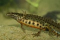 Closeup on an aquatic male European Common smooth newt, Lissotriton vulgaris, in breeding period Royalty Free Stock Photo