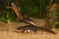 Closeup on a male and female Italian crested newt Triturus carnifex underwater