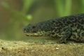 Closeup of an aquatic Pleurodeles nebulosus, Algerian ribbed newt female