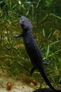 Closeup on an aquatic small Chinese firebellied newt, Cynops orientalis Royalty Free Stock Photo