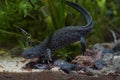 Closeup on an aquatic sub-adult Buresch's crested newt, Tritueus bureschi