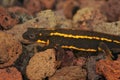 Closeup on a subadult of the Riu Kiu sword-tailed newt, Cynops ensicauda ensicauda Royalty Free Stock Photo