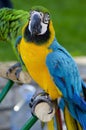 Closeup of an Ara Parrot